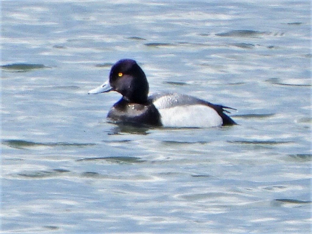 Greater Scaup - ML618700312