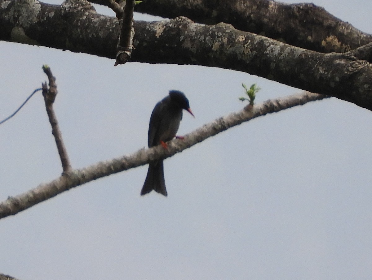 Square-tailed Drongo-Cuckoo - ML618700338