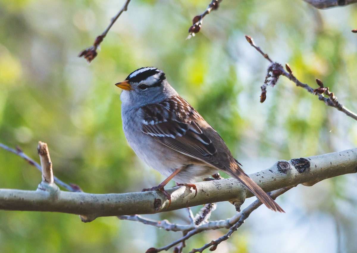 White-crowned Sparrow - ML618700391