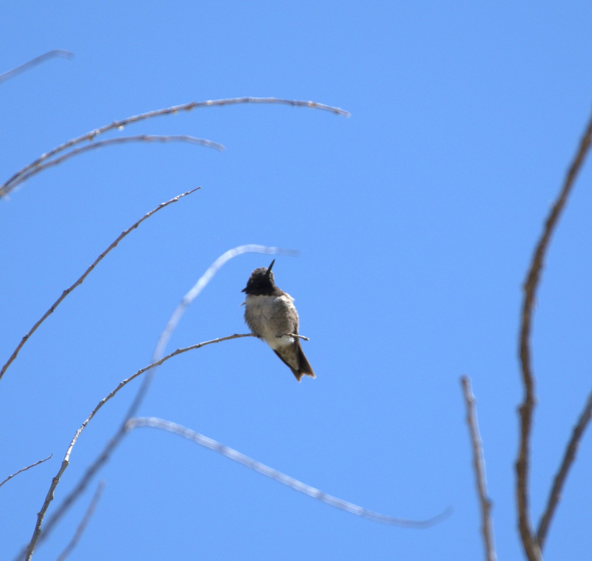 Black-chinned Hummingbird - ML618700405