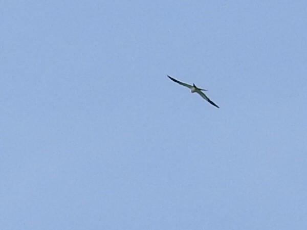 Swallow-tailed Kite - ML618700420