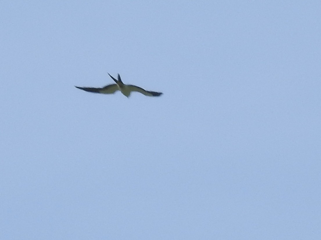 Swallow-tailed Kite - ML618700421