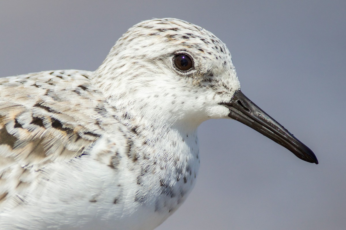 Sanderling - ML618700432