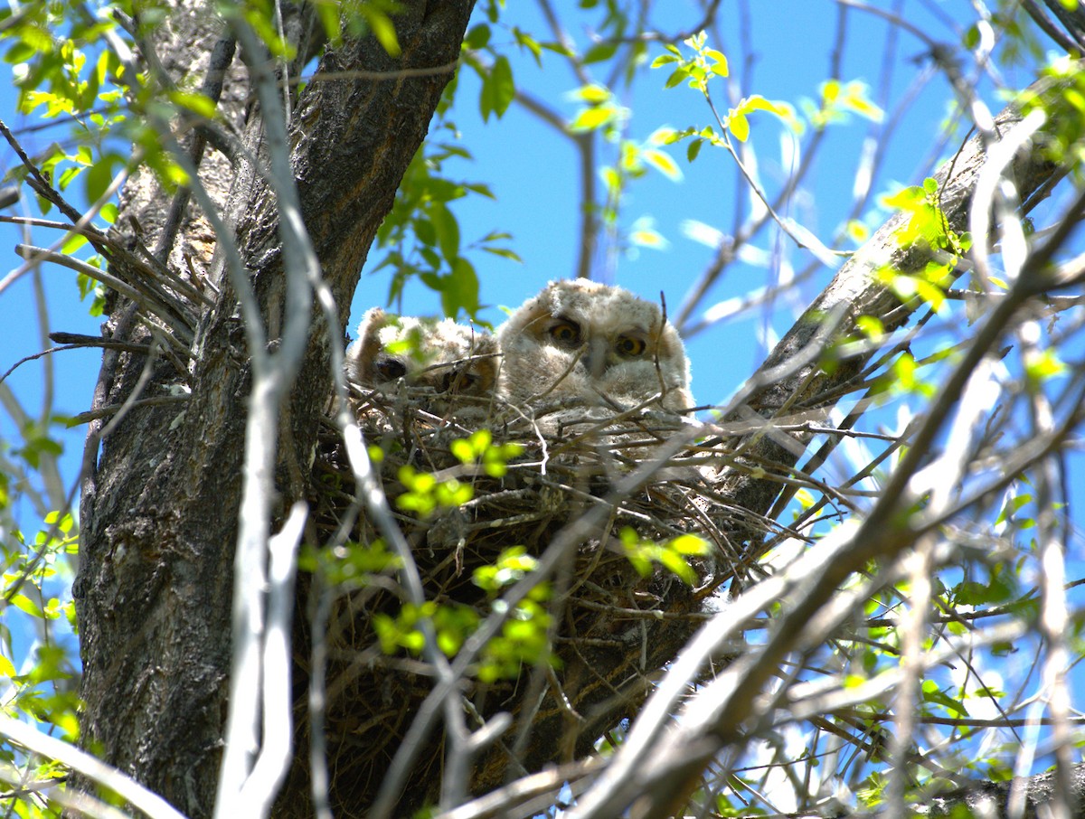 Great Horned Owl - ML618700445