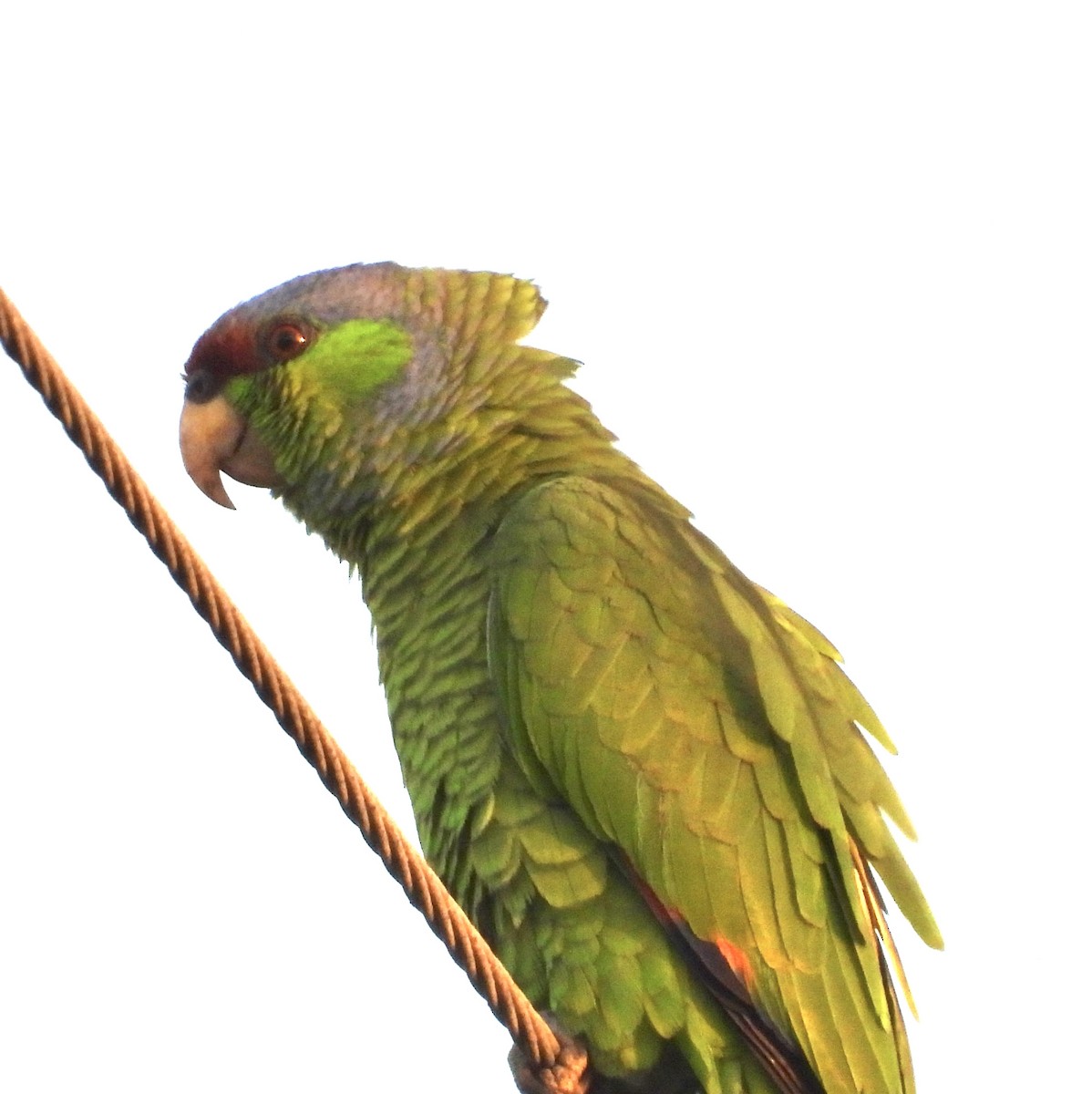 Lilac-crowned Parrot - ML618700474