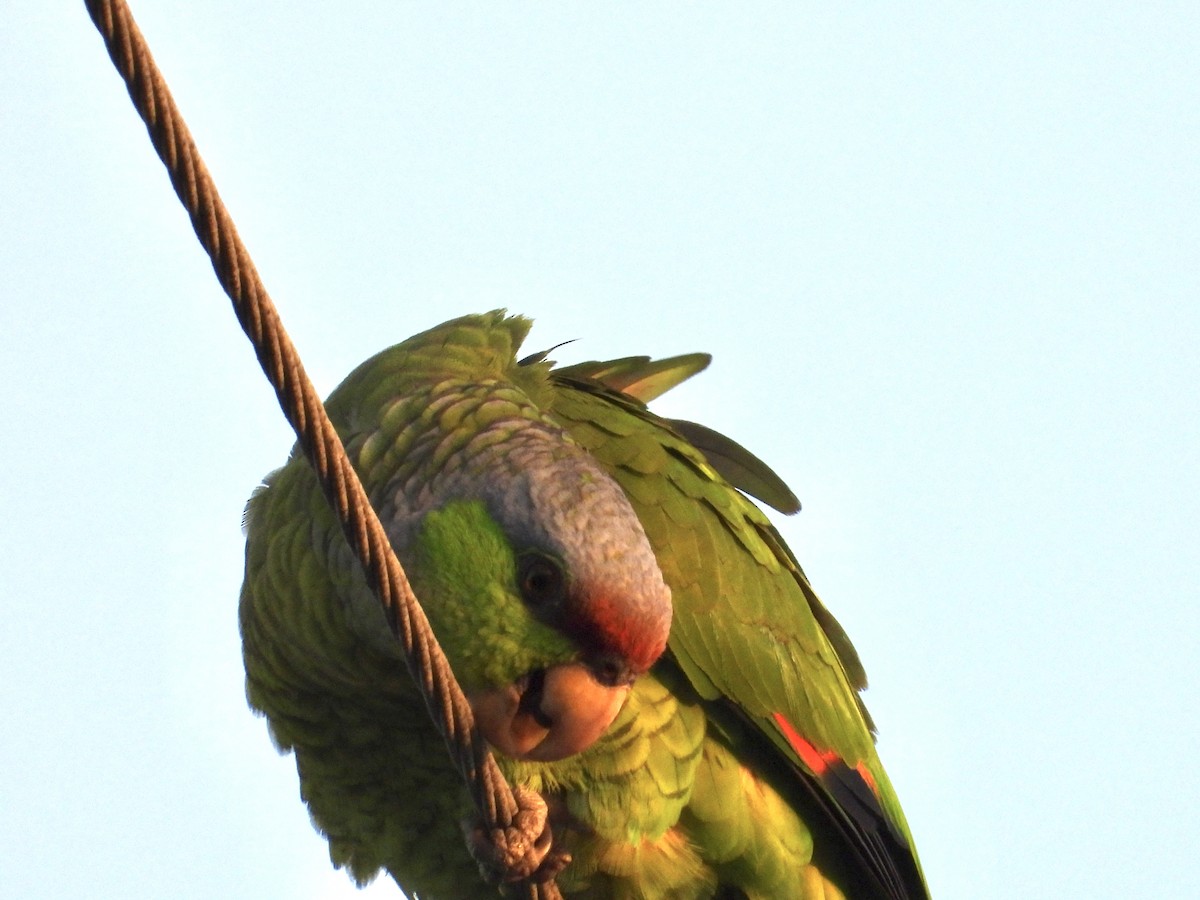 Lilac-crowned Parrot - ML618700475