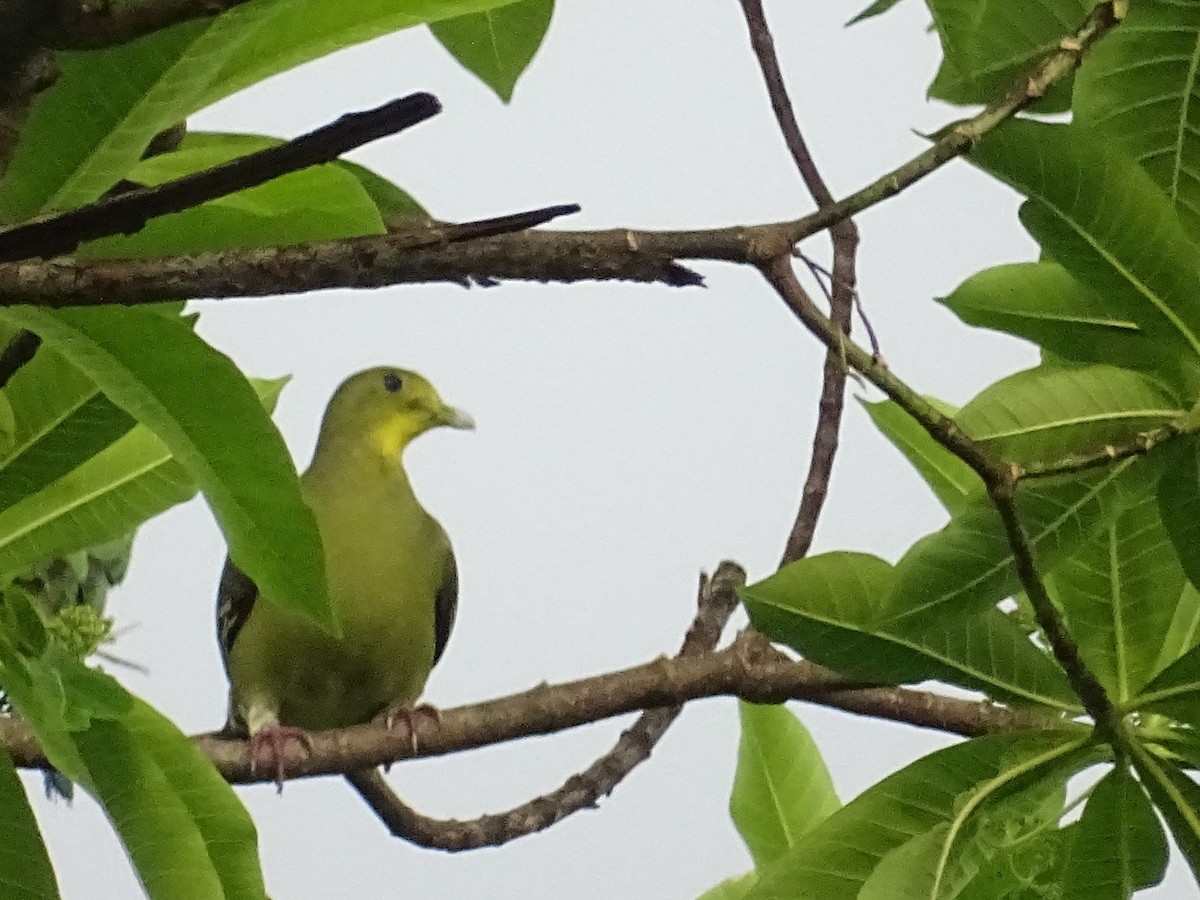 Цейлонский зелёный голубь - ML618700482