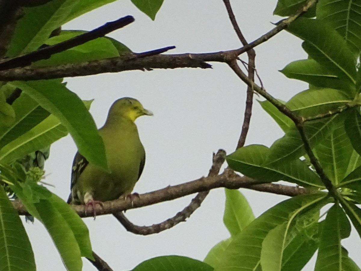 Цейлонский зелёный голубь - ML618700483