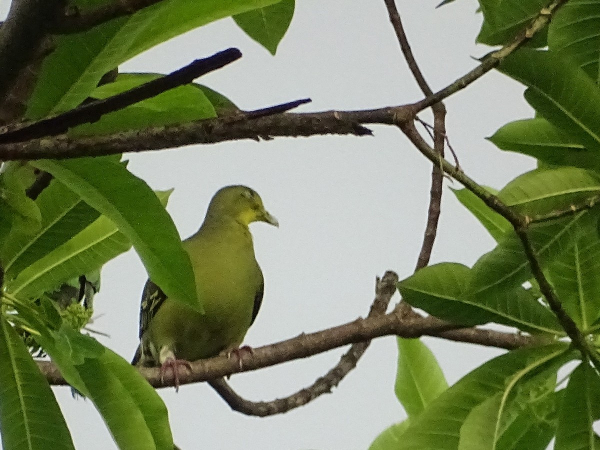 Цейлонский зелёный голубь - ML618700484