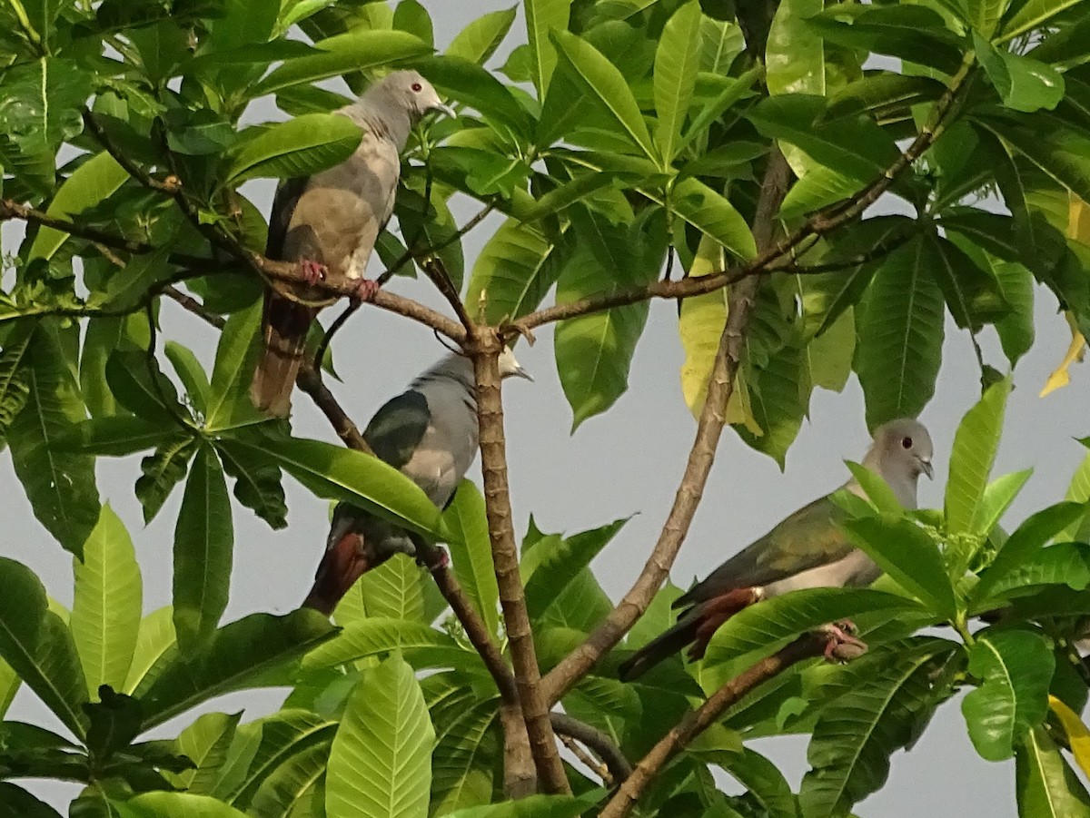 Green Imperial-Pigeon - ML618700497