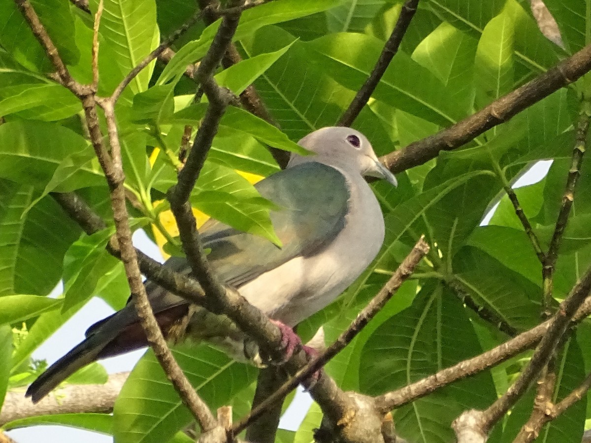 Green Imperial-Pigeon - ML618700498