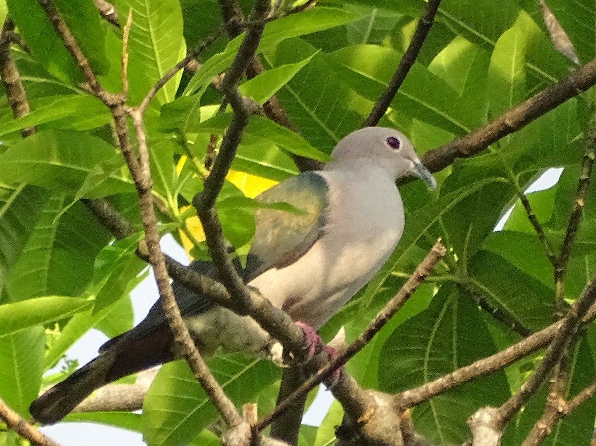 Green Imperial-Pigeon - ML618700499
