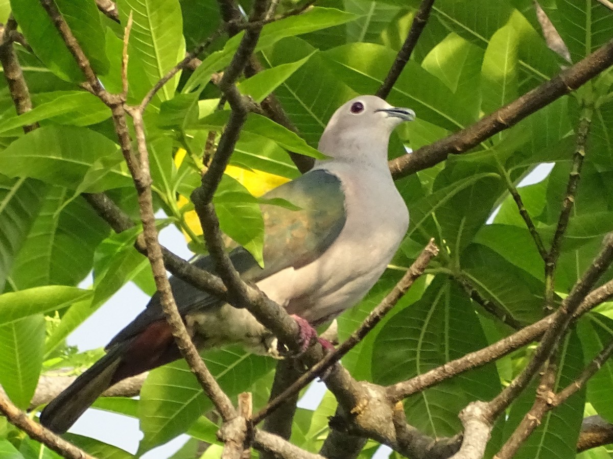 Green Imperial-Pigeon - ML618700500