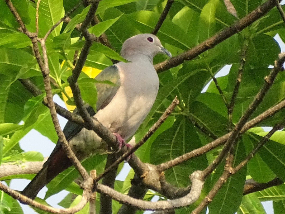 Green Imperial-Pigeon - ML618700501