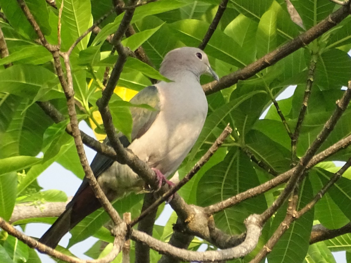 Green Imperial-Pigeon - ML618700502