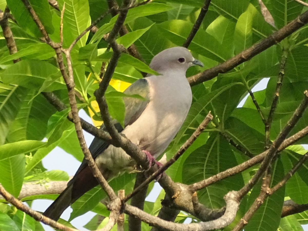 Green Imperial-Pigeon - ML618700503
