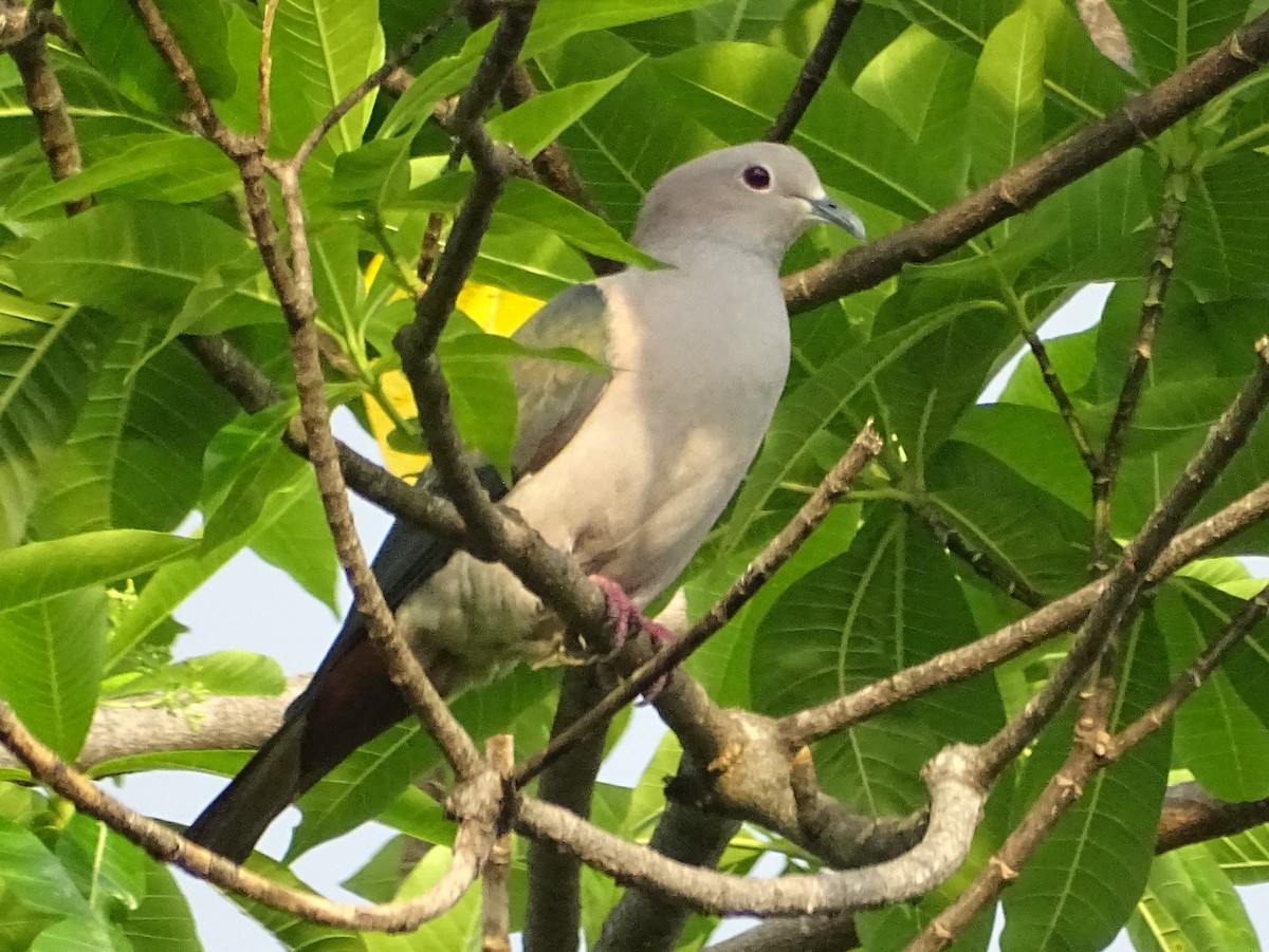 Green Imperial-Pigeon - ML618700504