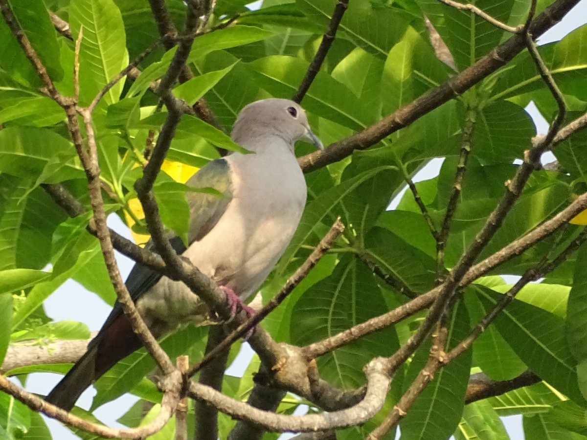 Green Imperial-Pigeon - ML618700505