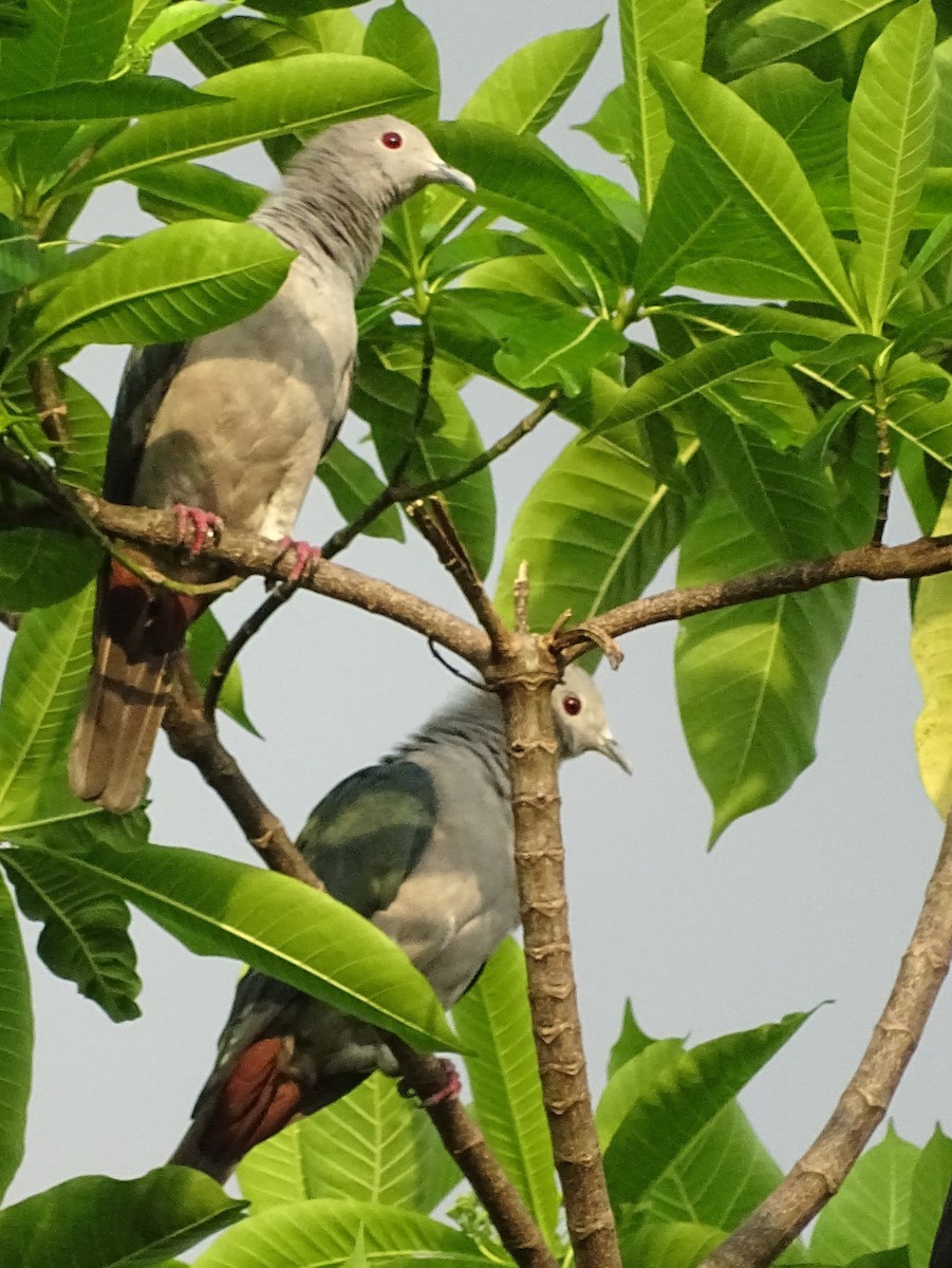 Green Imperial-Pigeon - ML618700506