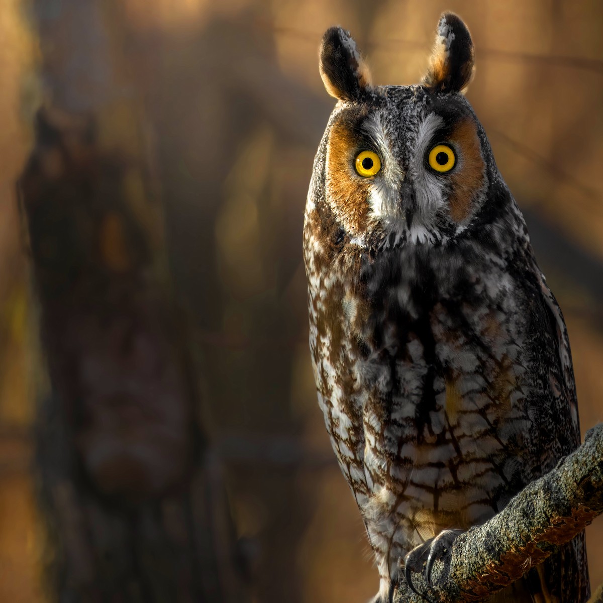 Long-eared Owl - ML618700564