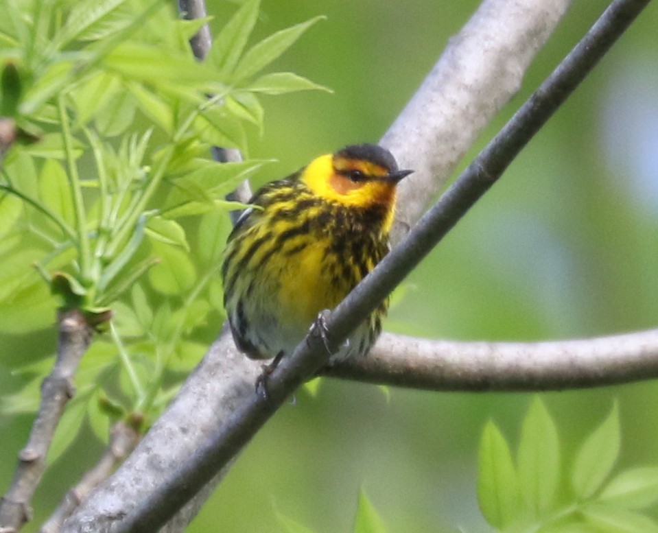 Cape May Warbler - ML618700611