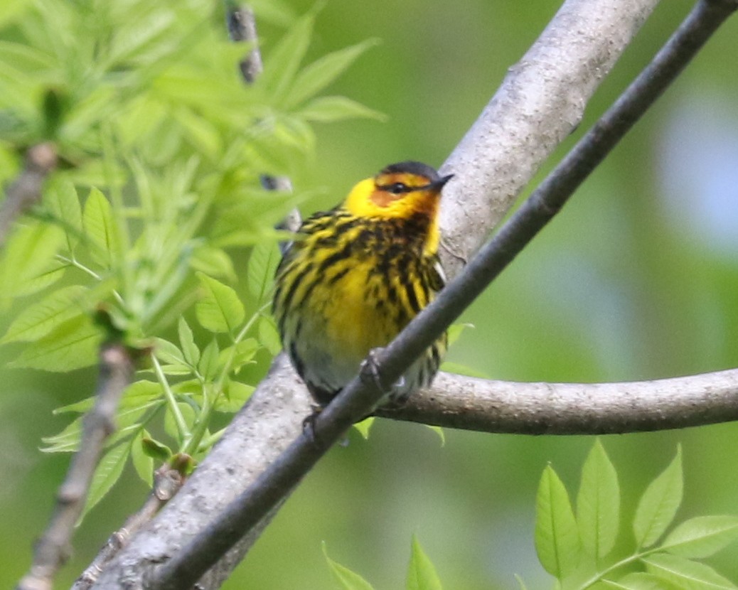 Cape May Warbler - ML618700612