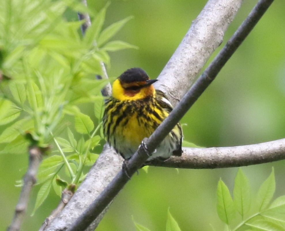 Cape May Warbler - ML618700613