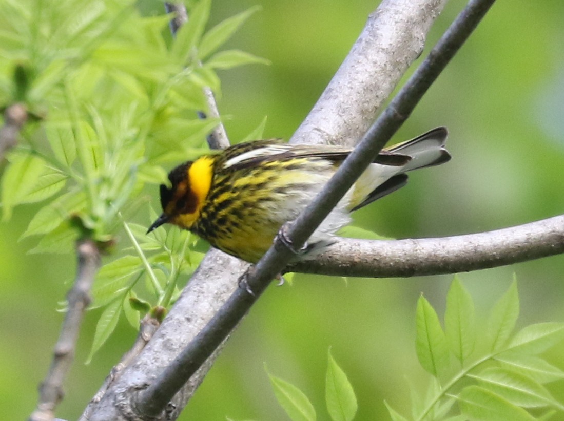 Cape May Warbler - ML618700614