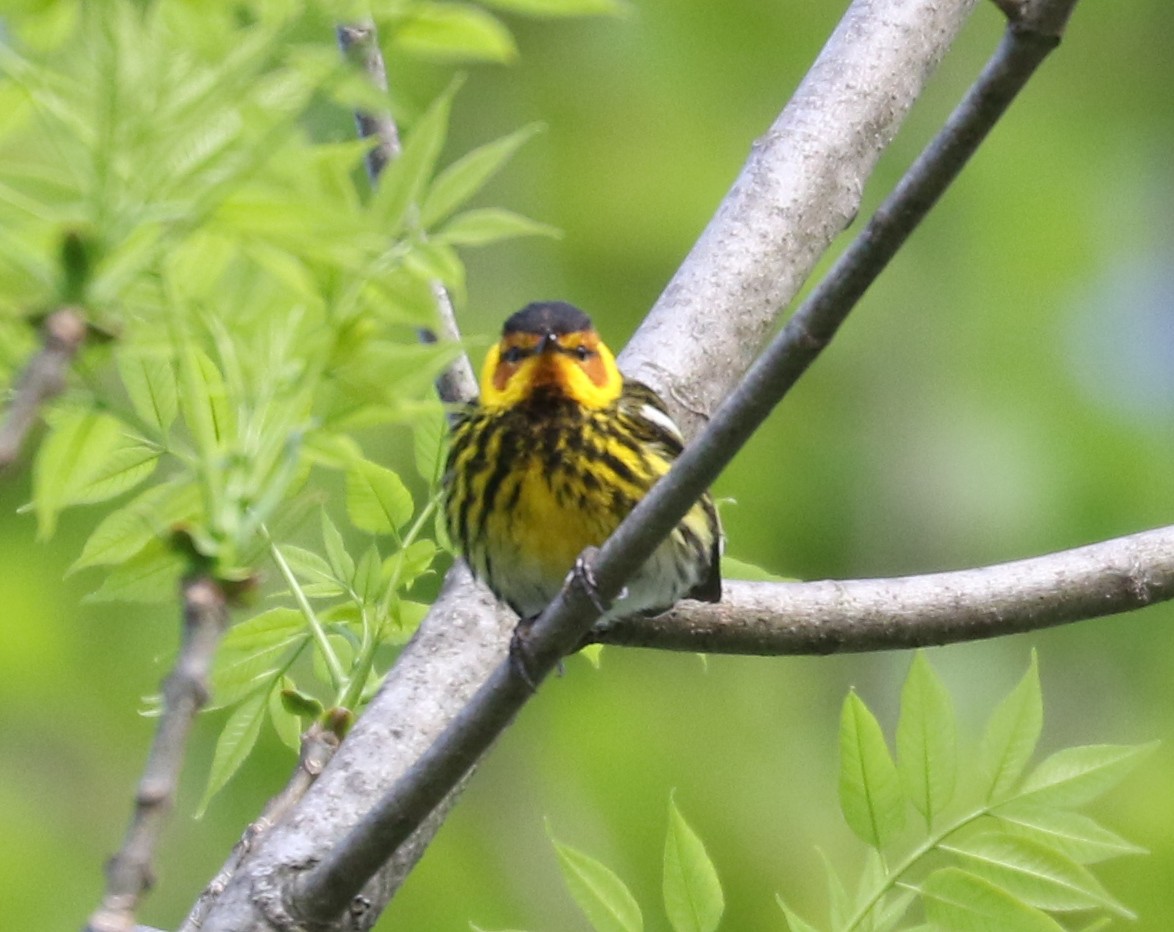 Cape May Warbler - ML618700615