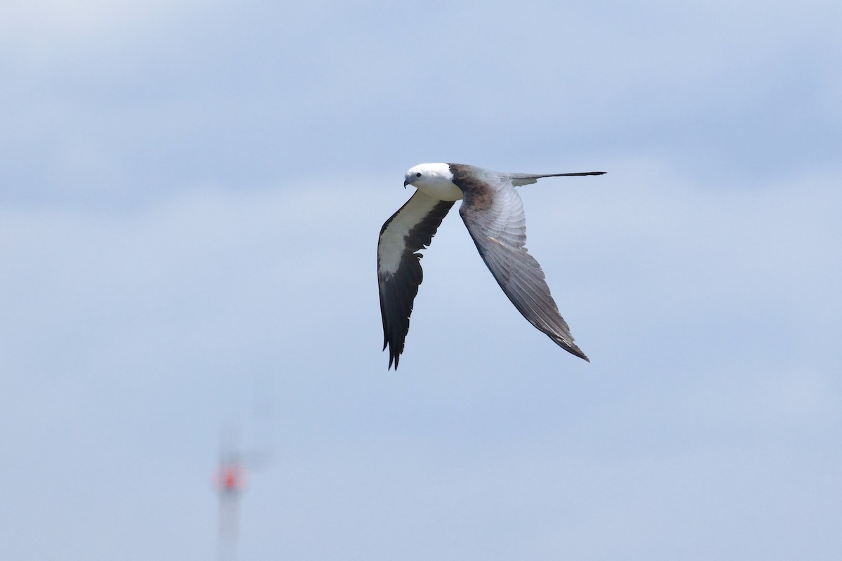 Swallow-tailed Kite - ML618700680