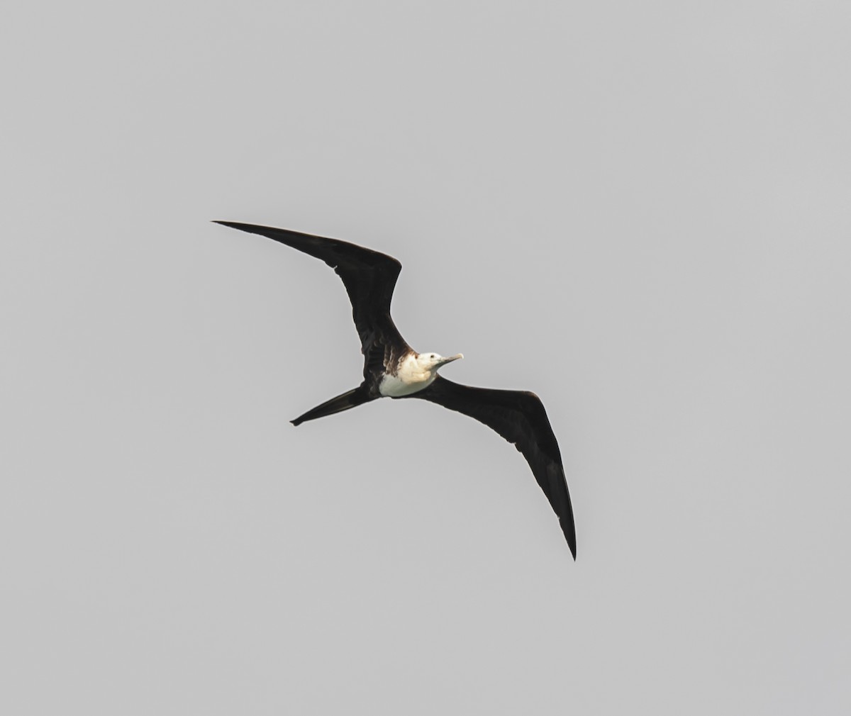 Magnificent Frigatebird - ML618700690