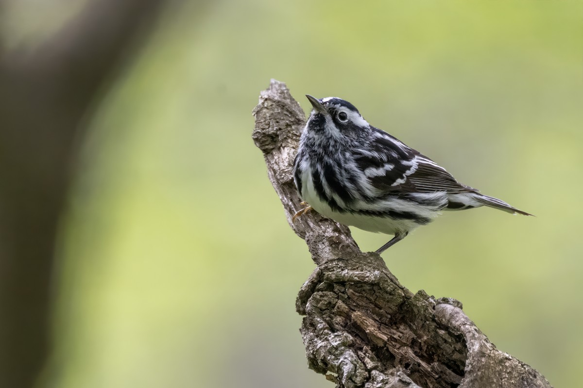 Black-and-white Warbler - ML618700843