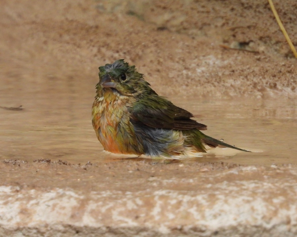 Painted Bunting - ML618700855