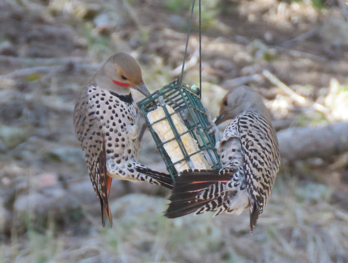 Northern Flicker (Red-shafted) - ML618700896