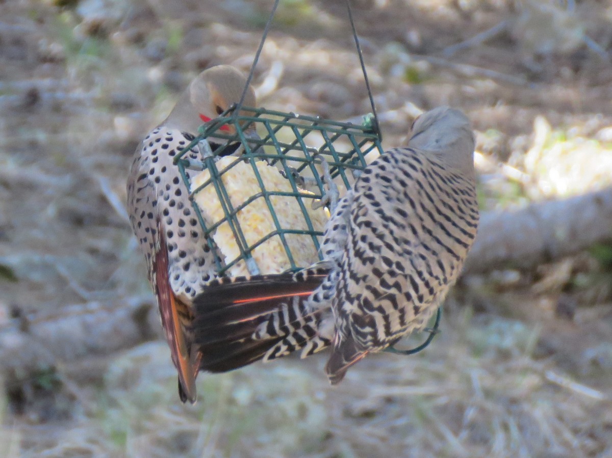 Northern Flicker (Red-shafted) - ML618700897