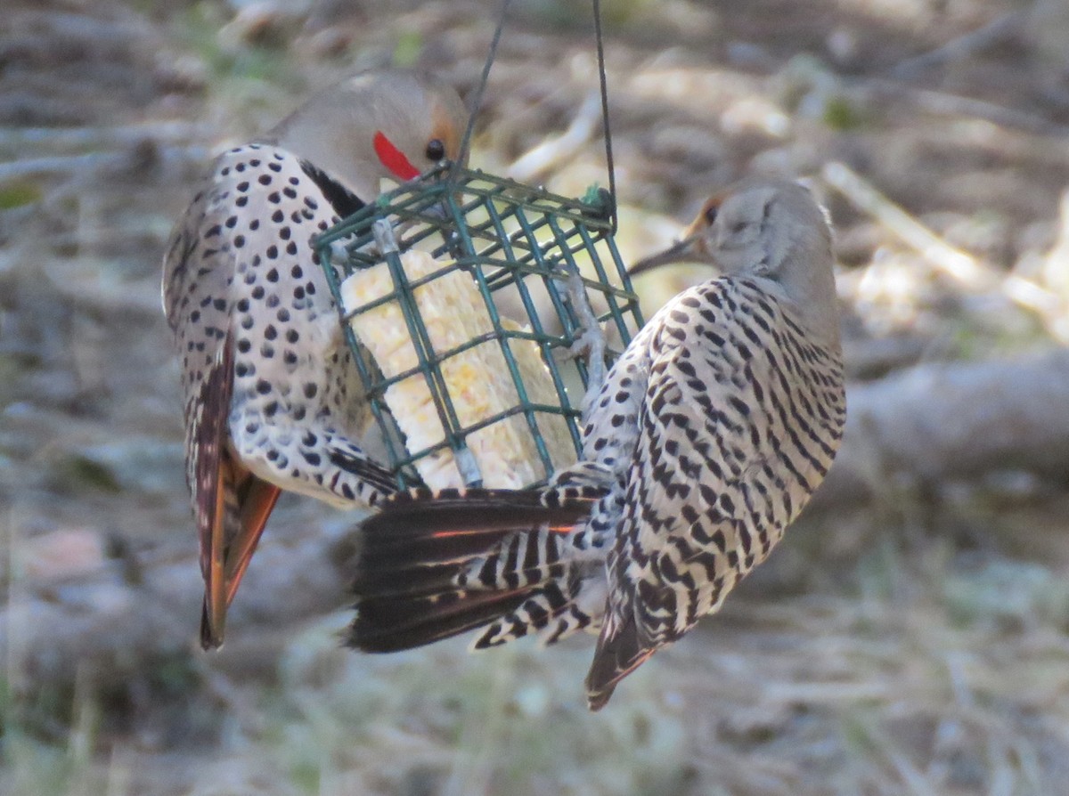 Northern Flicker (Red-shafted) - ML618700898