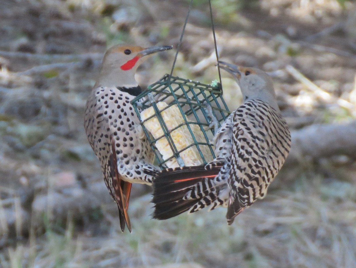 Northern Flicker (Red-shafted) - ML618700899