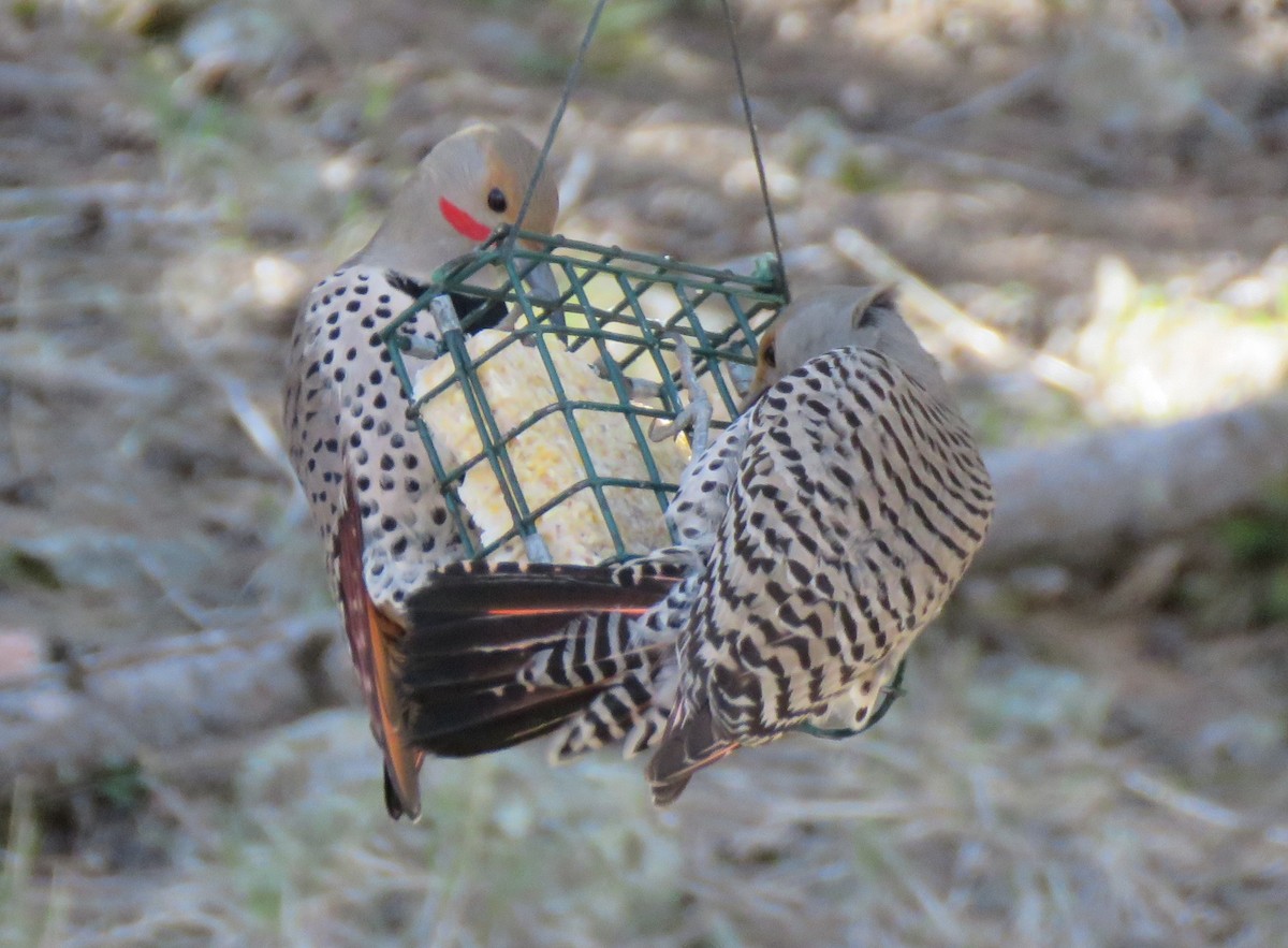 Northern Flicker (Red-shafted) - ML618700900