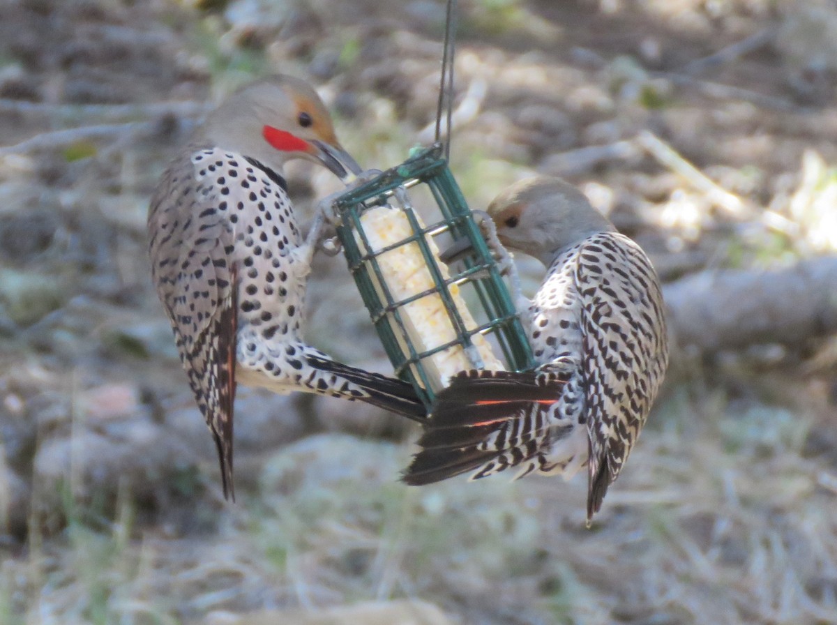 Northern Flicker (Red-shafted) - ML618700901