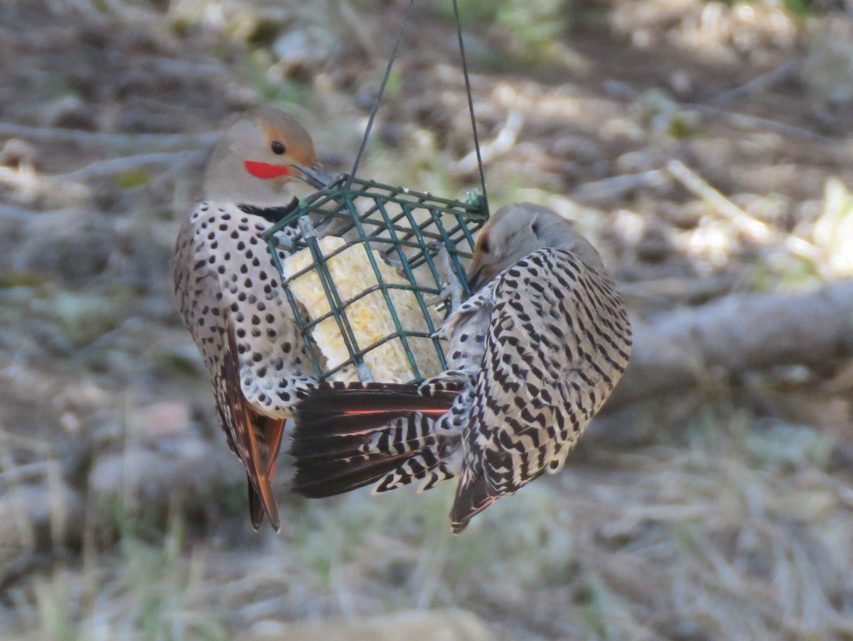Northern Flicker (Red-shafted) - ML618700902
