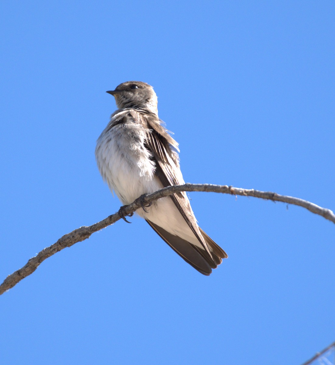 Northern Rough-winged Swallow - ML618700936