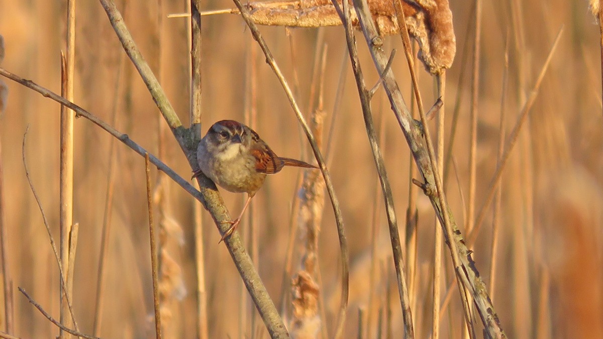 Swamp Sparrow - ML618700962