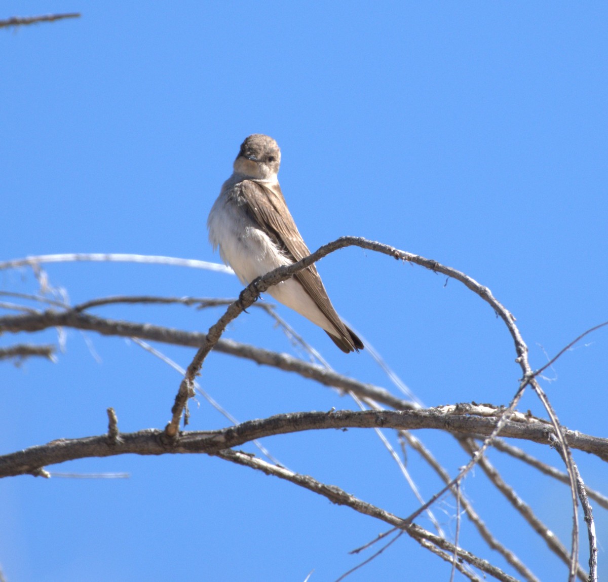 Northern Rough-winged Swallow - ML618700967