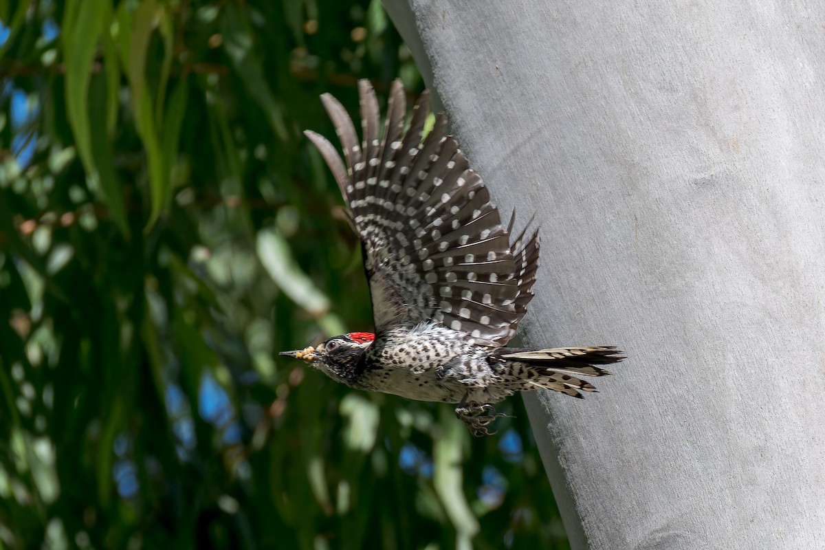 Nuttall's Woodpecker - ML618700974