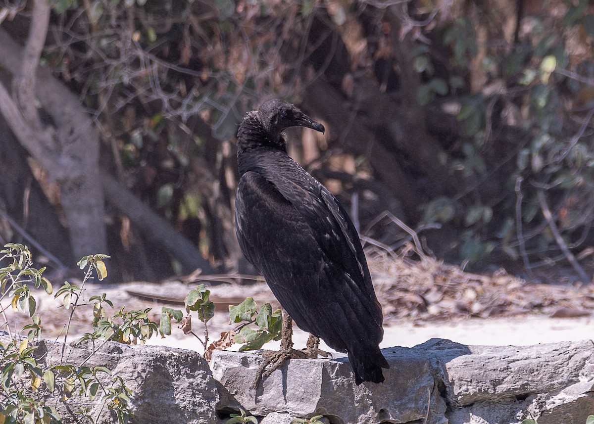 Black Vulture - ML618700978