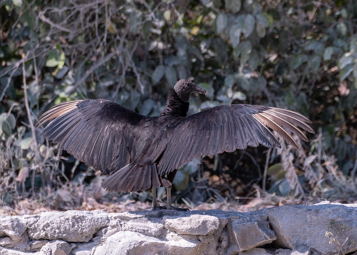 Black Vulture - ML618700979