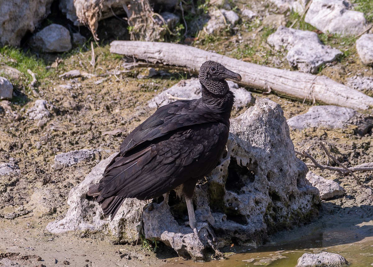 Black Vulture - ML618700992