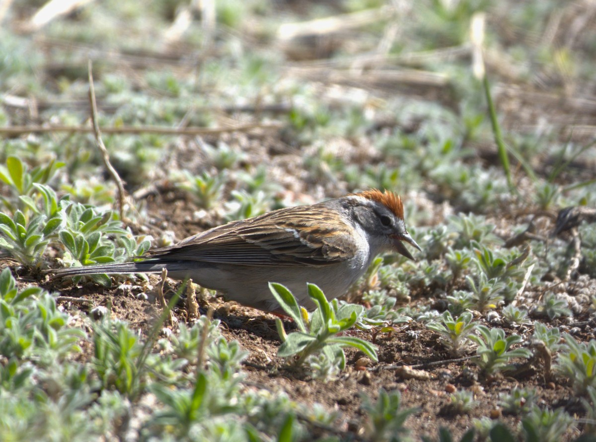 Chipping Sparrow - ML618701008
