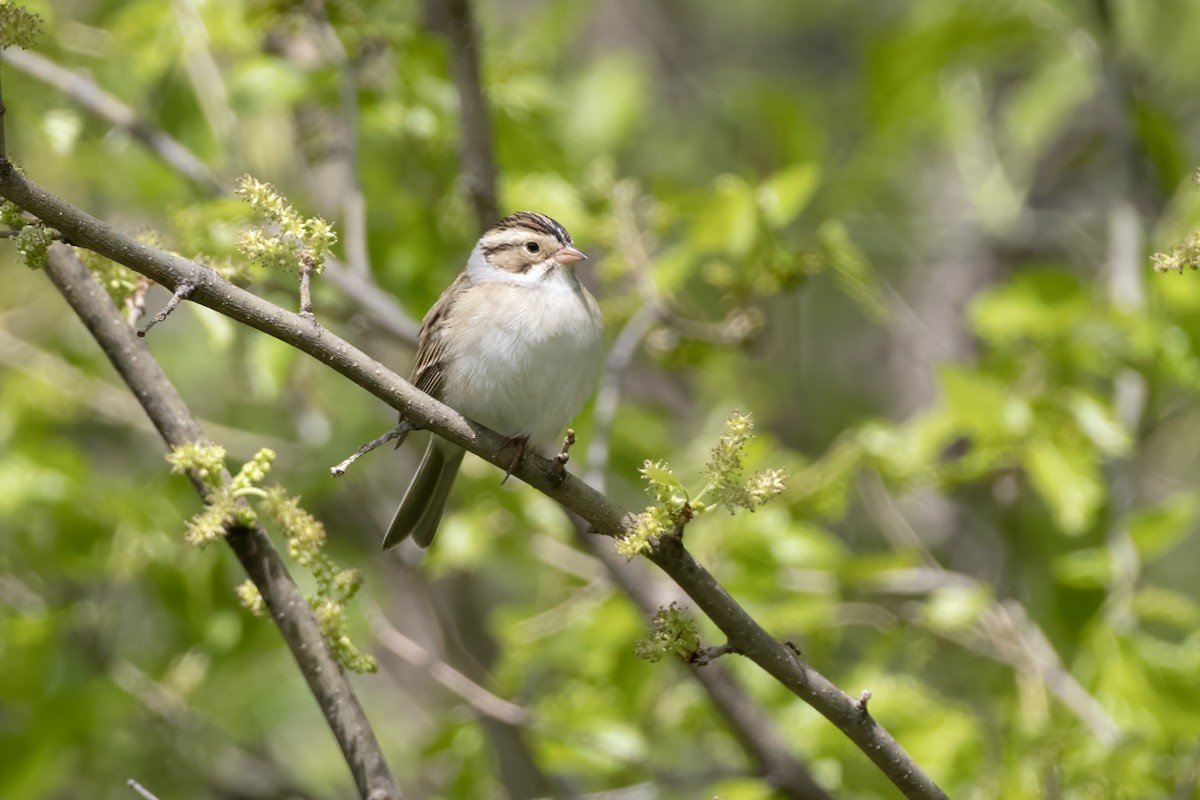 Clay-colored Sparrow - ML618701037