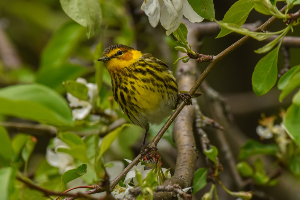 Cape May Warbler - ML618701048